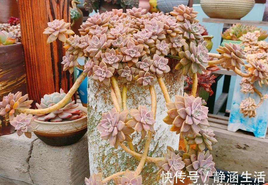 寻找夏天能纯露养的多肉?那你怎么能错过粉嫩甜美的阿伦培呢?