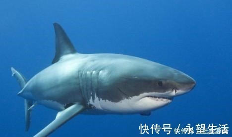 10个趣味冷知识!蟑螂小强的大众神话与草根人生!