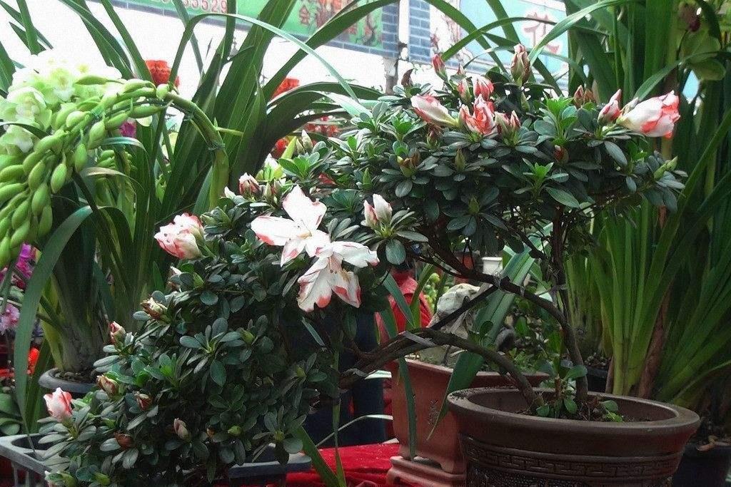 7种紧俏年宵花，个个都有“小脾气”，伺候好了，红红火火开一冬