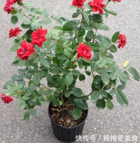 土质|月季盆栽要领分享:作为养花人,收藏这一篇就够了!