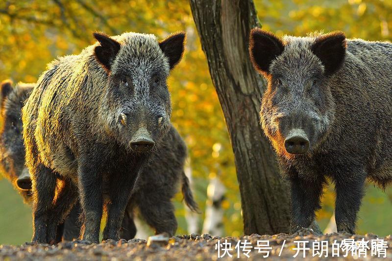 时刻段|猪猪猪本周好运天降，有着王者气质，能一举成功摇身变富豪