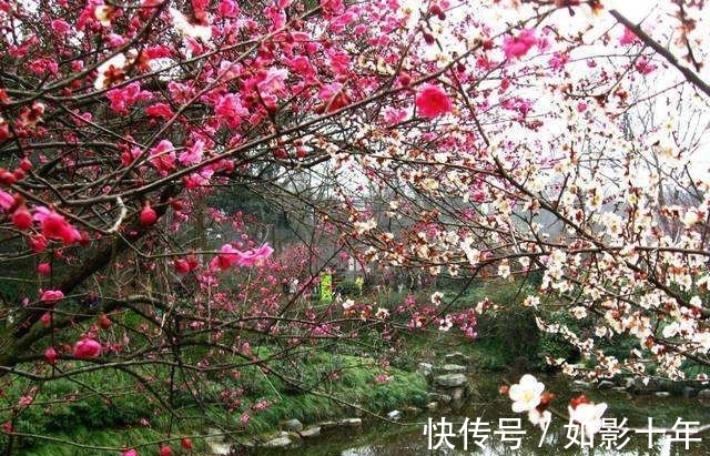 元代#元代诗人一首梅影七律:凌波神女,云鬟佳人,想象丰富,浪漫动心