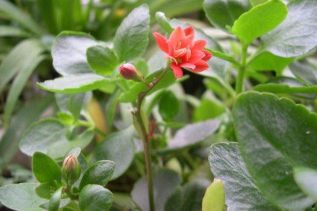 长寿花叶绿枝粗，却不长花此样做，花苞冒不停，萌新涨姿势