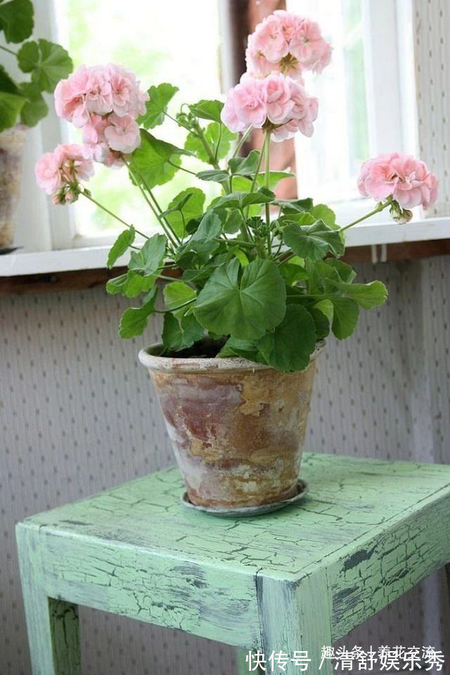 月季花|10种适合在秋季购买的盆栽花卉,提前买好,冬春时节持续有花开