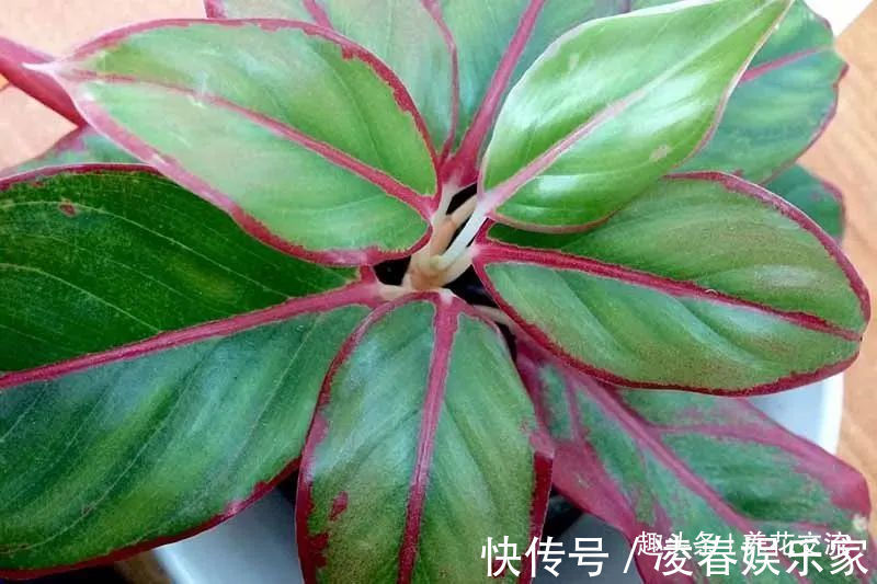 一年四季可以养在室内的开花植物和观叶植物，附新手养护教程