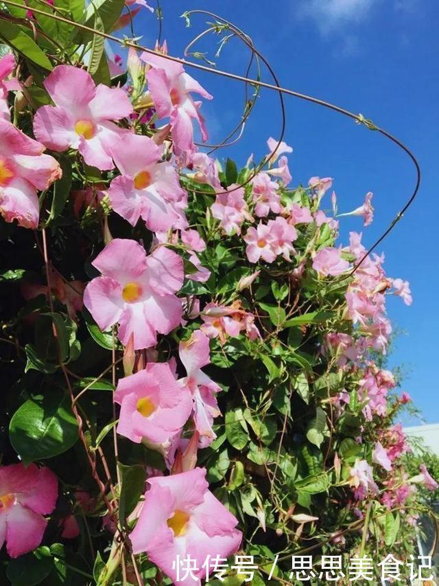 这花一开就是大半年,枝条沾水就活,根比萝卜还粗