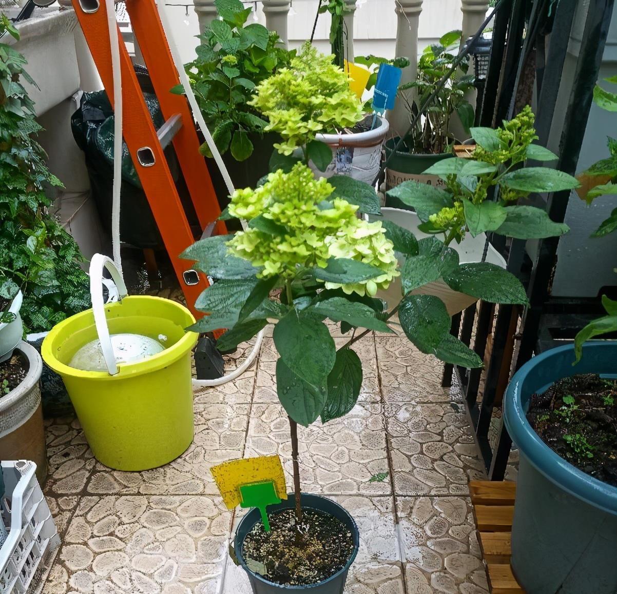 施肥|炎炎夏日,养花就养它,天天开花颜色很绝,美美哒