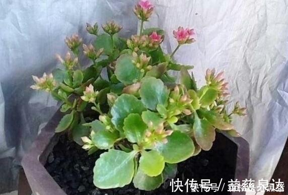 想要长寿|想要长寿多开花，盆里10天扔个“它”，花苞蹭蹭窜，不管也爆盆