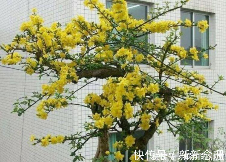 阳台|5种花清新漂亮，花香怡人，养阳台满屋飘香，谁养谁喜欢