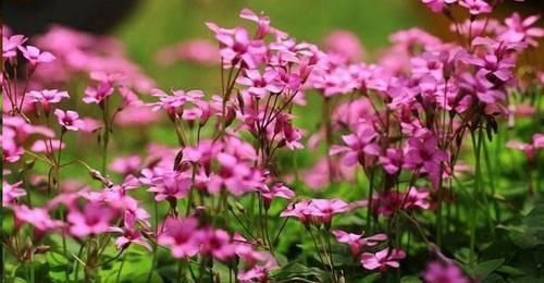 这10种花超级怕冷，再不搬进屋，小心只剩下盆了