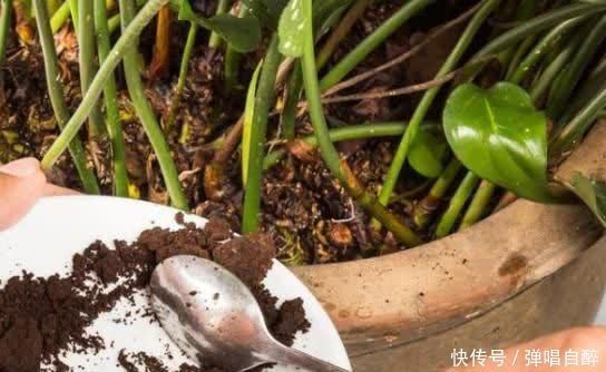 养花土壤别乱用,加上3种东西,肥力足了,几年不用换盆