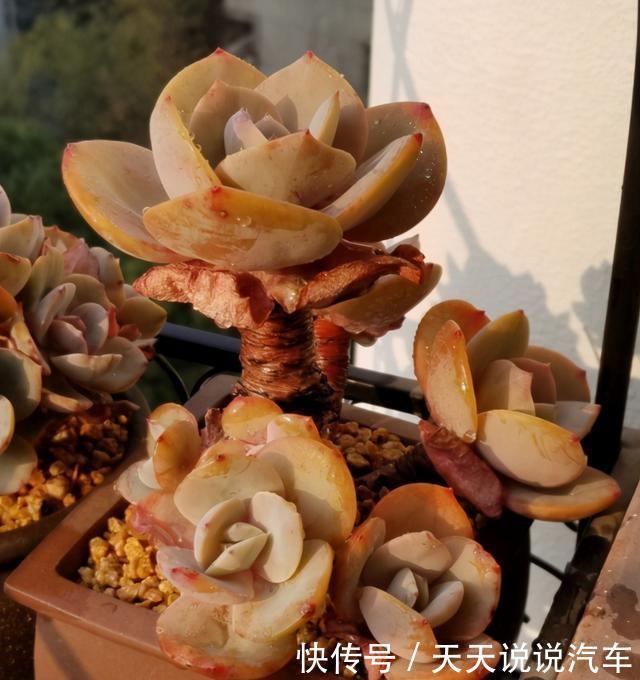 养多肉白凤,做好几件事,几个环节,哪个都不能少