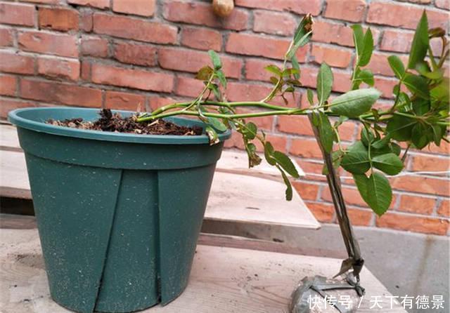 月季春天“压一下”,一个芽变成一排芽,花量多5倍,阳台高颜值