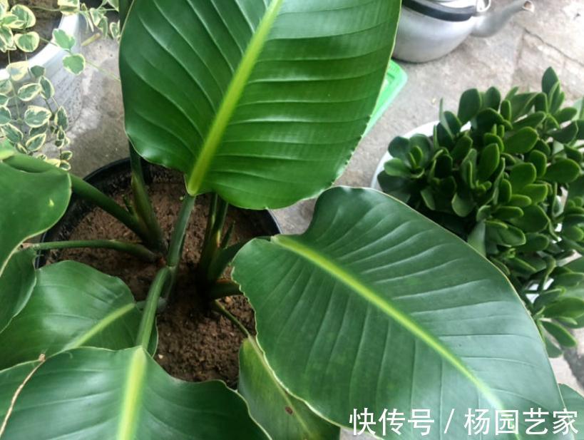 秋天养花怕出现“空盆”？做好4件事，植株有精神，枝叶绿