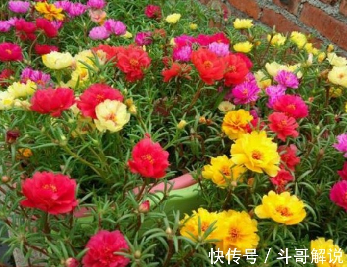 家里一定要养4种花，1盆顶“5盆”，好养又漂亮，满屋飘香！