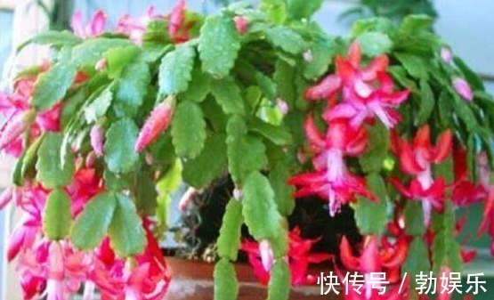 淘米水浇花有讲究,方法不对变“毒药”,浇一盆死一盆!