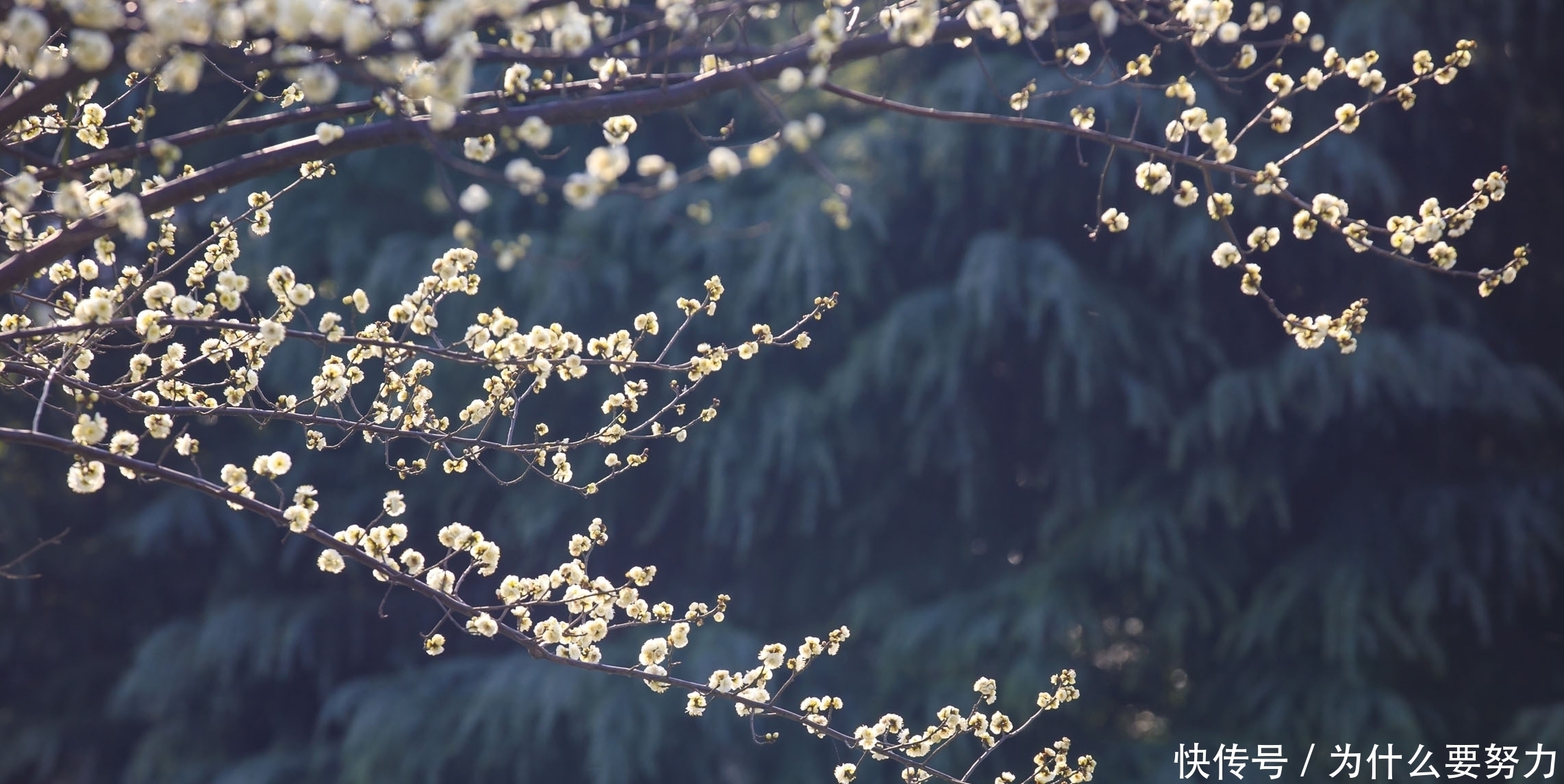 经典|纳兰性德的友情词同样很深情,一首经典的小令,写得也是情意绵绵