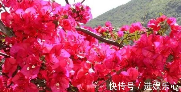 三角梅|细数花期超长的六种花卉,养护好就比“往年”开花多得多,美醉了