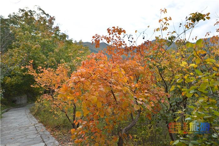 北京旅游网|深秋的香山 层林尽染美轮美奂