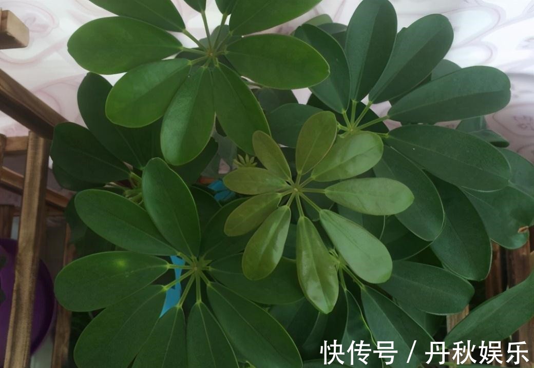 铜钱草|6种“聚财花”,养在家里好兆头,漂亮又大气,还有好运满满