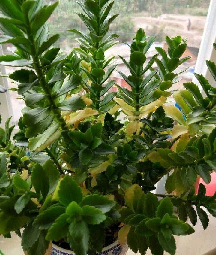 长寿花黄叶子怎么办?两个方法,叶墨绿花开得很灿烂