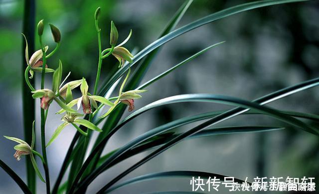 浇水|掌握室内养兰“6要素”，再难养的兰花也不烂根，长势好年年开花
