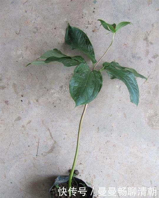 山中挖来一株七叶花,养出果后,有土豪出高价买,这是神仙盆栽