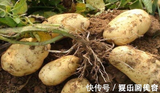 碱性食物|女人到中年,容易长肚子,建议多吃点碱性食物,肚腩悄悄不见