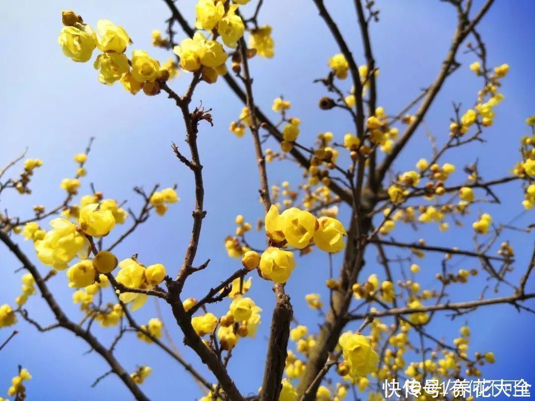 16种特长寿的植物，养十年以上，那都算年轻