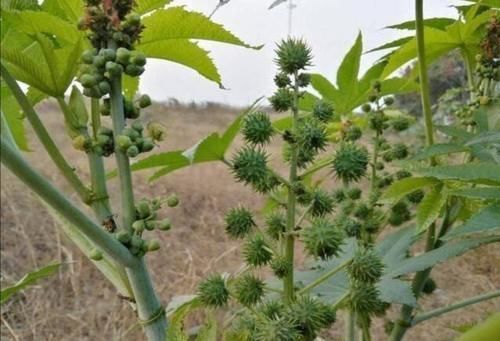 农村常见的2种植物，原来毒性那么强，以后见了要躲开