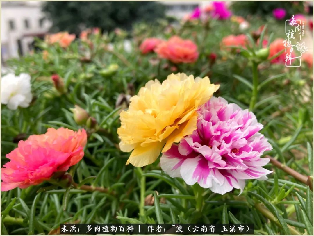 多肉|遇见即美，花事未荼蘼！种一桌子多肉，看花开花落！