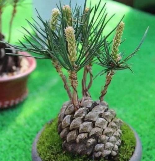 绿植|多捡些松果带回家,一处理埋土里,轻松长成精致的绿植盆景