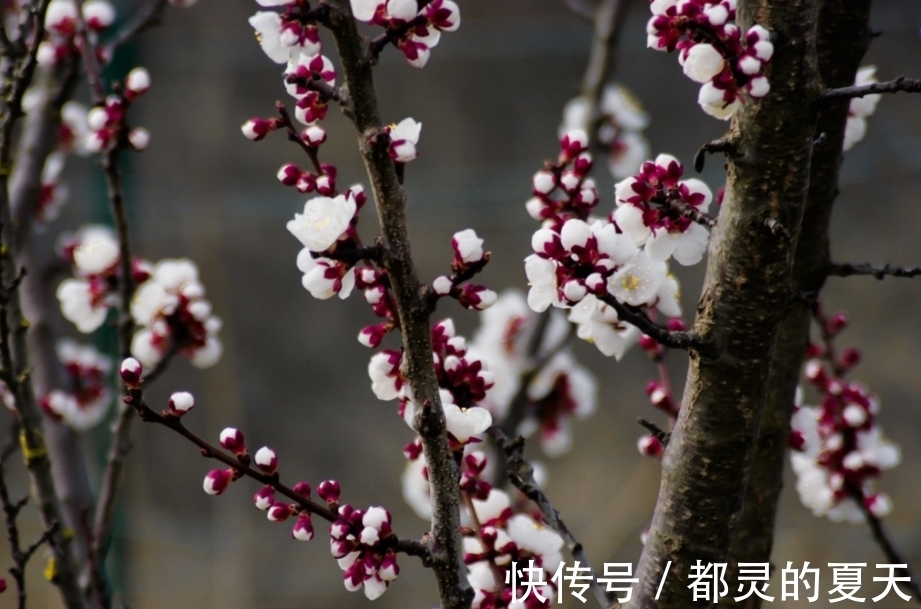 套路|6月底，以心换心，没有套路，3生肖爱情不败，坚持爱你，不枉相遇