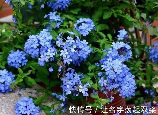 金辉玫瑰|喜欢菊花，不如养盆“精品玫瑰”金辉玫瑰，似少女裙沿，俏皮可爱
