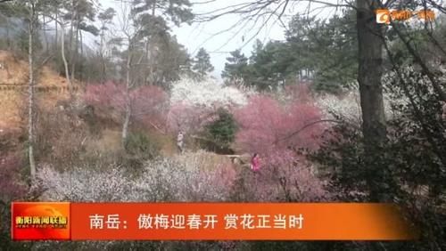 南岳：傲梅迎春开 赏花正当时