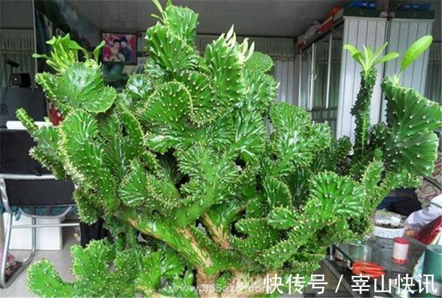 身高八尺的“麒麟掌”，养护3个要点，长的威风凛凛，保家镇宅