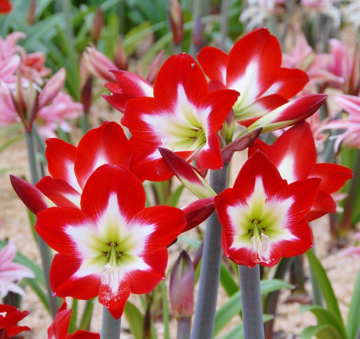 朱顶红开花矮矬子？动手剥开皮，冒出一圈大红花