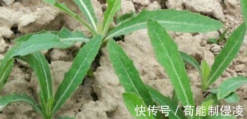 补钙|古代皇帝吃过,非常珍贵,还能补钙的农村野菜,有高营养还能药用!