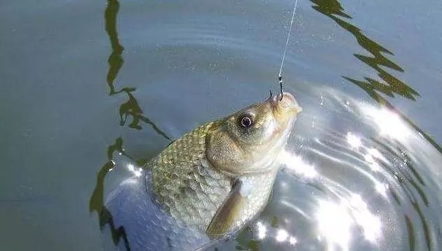 让鲫鱼大开口的钓法,据说一天能钓50斤!