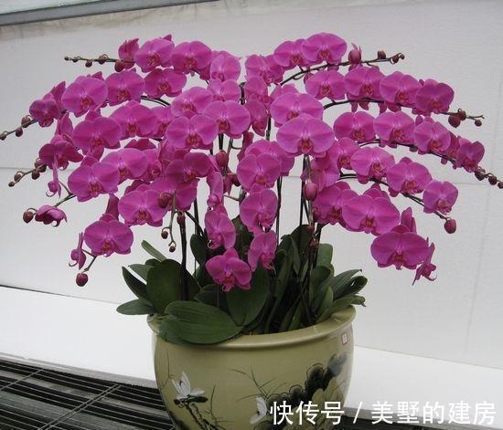 盆栽|蝴蝶兰怎么养,盆栽蝴蝶兰的养殖方法与注意事项你看了吗