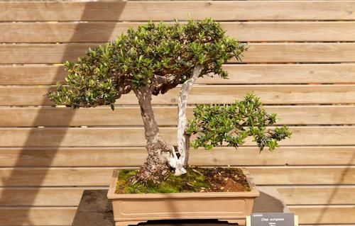 摘叶|摘叶的妙用,不仅能增加桩景的观赏价值,还能提高养护效果