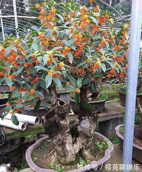 做好“4不要”,桂花树上开满花,叶片油绿旺盛,满院飘香