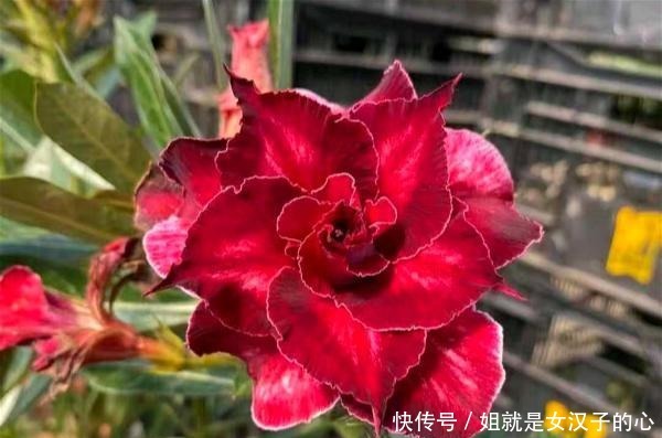 公认的六大“懒人花”，懒养更容易出状态！