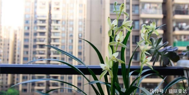 养兰花,注意这2点,兰花不烂根,不易腐,叶绿又亮,花朵呼呼开
