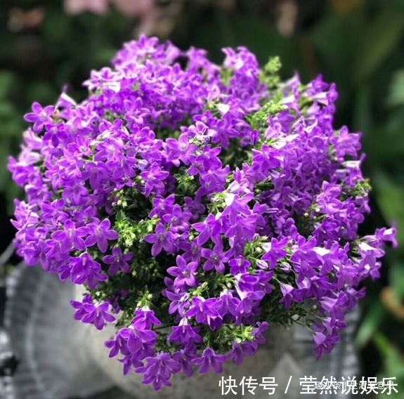 桔梗科|初夏盆栽爆盆必选,只开花没有叶,几个方法特好用,花期能延长!