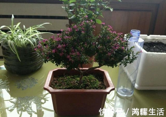 一款很耐热的盆栽花,适合夏天种,终年常绿,四季开花,值得入手