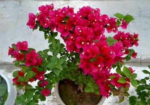 三角梅不开花怎么办？学会3个促花“技巧”，花芽长满枝