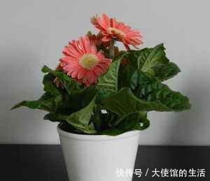 橙子皮|养花用果皮,直接扔盆里,7天长新芽,不怕养不活