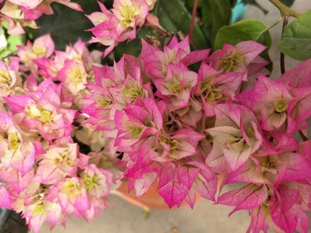 春夏交接三角梅这样养，只见花朵不见叶，赏花赏到“视觉疲劳”