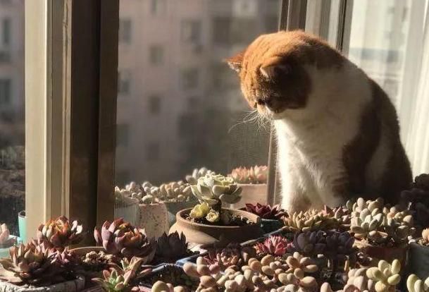 北方露养的日子结束,多肉进屋了,阳光依旧美好!